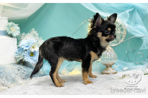 成約済の愛知県のチワワ(ロングコート)-206979の3枚目