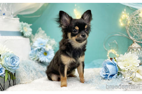 成約済の愛知県のチワワ(ロングコート)-206979の4枚目