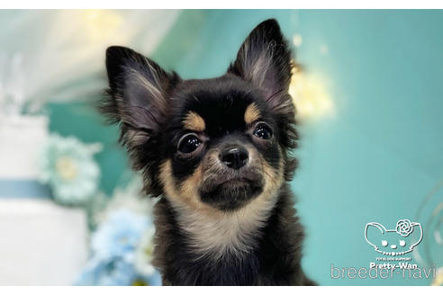 成約済の愛知県のチワワ(ロングコート)-206979の1枚目