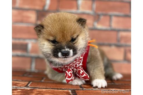 成約済の福岡県の豆柴-224752の9枚目