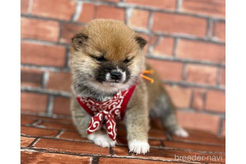 成約済の福岡県の豆柴-224752の2枚目