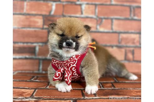 成約済の福岡県の豆柴-224752の1枚目