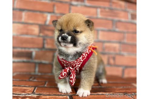 成約済の福岡県の豆柴-224752の3枚目