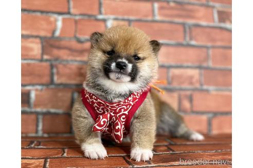 成約済の福岡県の豆柴-224752の4枚目