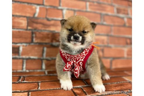 成約済の福岡県の豆柴-224752の5枚目