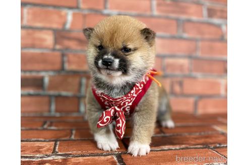 成約済の福岡県の豆柴-224752の6枚目