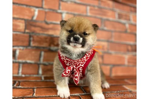 成約済の福岡県の豆柴-224752の7枚目