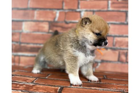 成約済の福岡県の豆柴-224752の8枚目