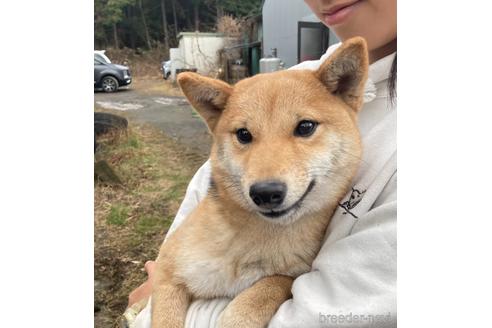 成約済の静岡県の豆柴-224760の3枚目