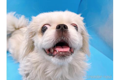 成約済の東京都のペキニーズ-199386の8枚目