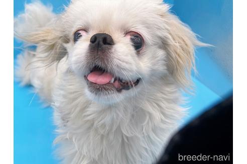 成約済の東京都のペキニーズ-199386の7枚目