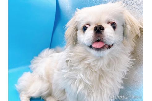 成約済の東京都のペキニーズ-199386の1枚目