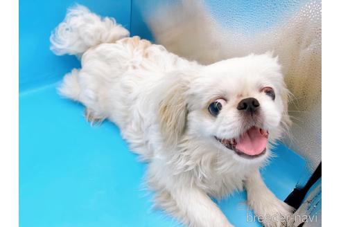 成約済の東京都のペキニーズ-199386の3枚目