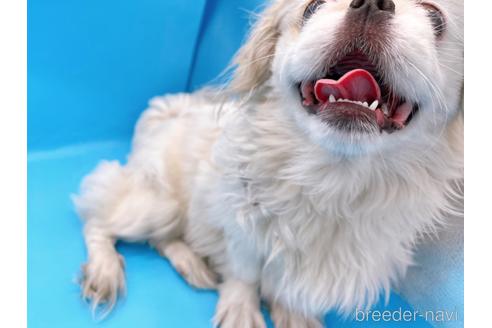 成約済の東京都のペキニーズ-199386の2枚目