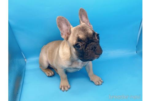 成約済の東京都のフレンチブルドッグ-208651の23枚目