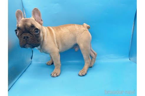 成約済の東京都のフレンチブルドッグ-208651の22枚目