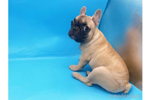 成約済の東京都のフレンチブルドッグ-208651の21枚目