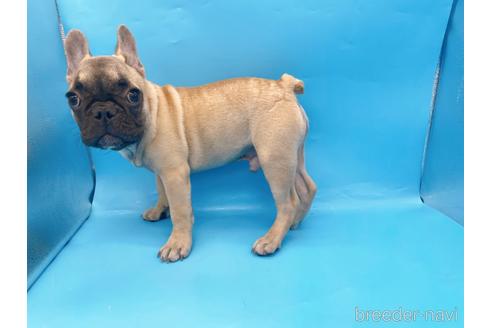 成約済の東京都のフレンチブルドッグ-208651の19枚目