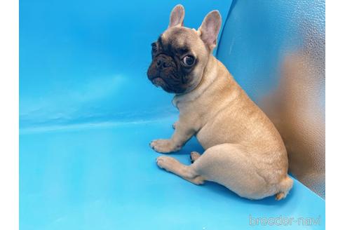 成約済の東京都のフレンチブルドッグ-208651の18枚目