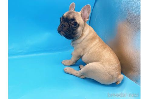 成約済の東京都のフレンチブルドッグ-208651の17枚目