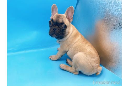 成約済の東京都のフレンチブルドッグ-208651の16枚目