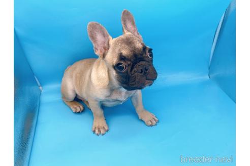 成約済の東京都のフレンチブルドッグ-208651の15枚目