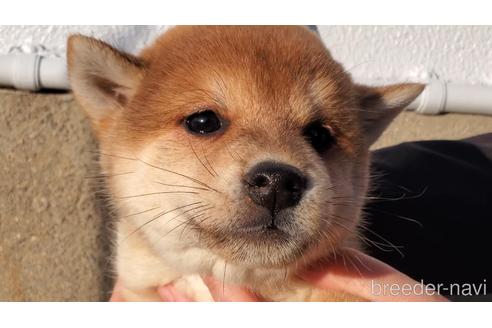成約済の大阪府の柴犬-224459