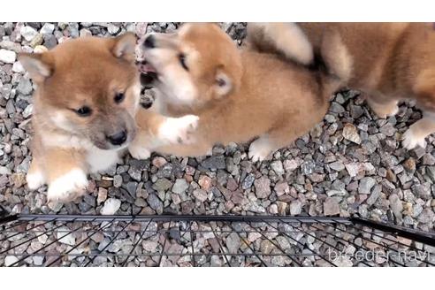 成約済の大阪府の柴犬-224462