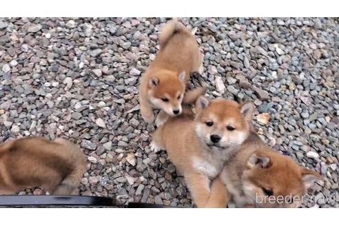 成約済の大阪府の柴犬-224460