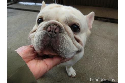 販売中の兵庫県のフレンチブルドッグ-216719の3枚目
