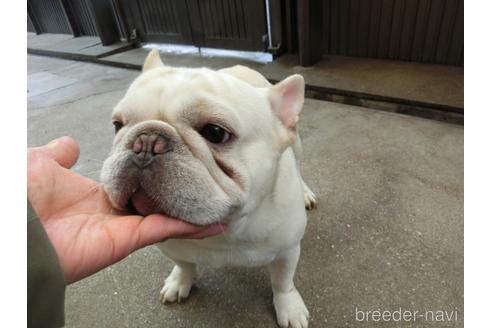 販売中の兵庫県のフレンチブルドッグ-216719の2枚目