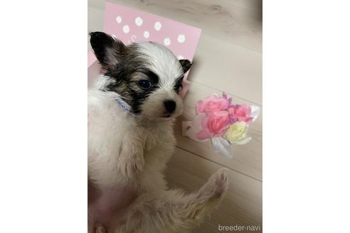 成約済の滋賀県のパピヨン-223159の3枚目