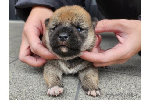 成約済の長崎県の柴犬-224817の3枚目