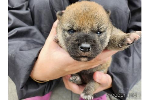 成約済の長崎県の柴犬-224817の2枚目
