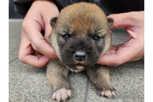 成約済の長崎県の柴犬-224817の5枚目