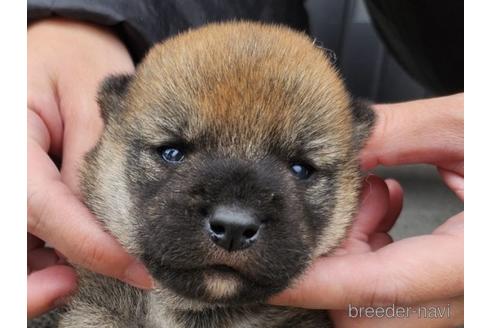 成約済の長崎県の柴犬-224817の1枚目