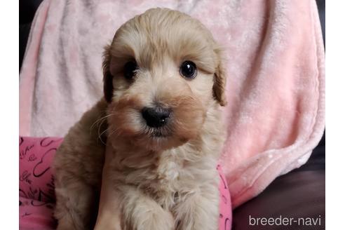 成約済の愛知県のミックス犬-222765の29枚目