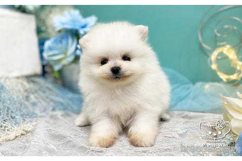 成約済の愛知県のポメラニアン-224878の5枚目