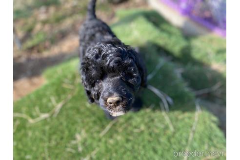 成約済の東京都のその他の犬種-222284の20枚目