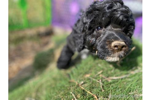成約済の東京都のその他の犬種-222284の19枚目