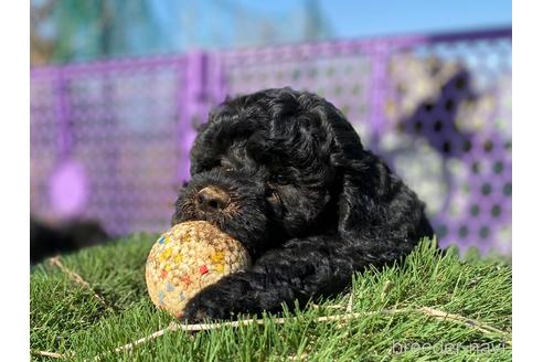 成約済の東京都のその他の犬種-222284の10枚目