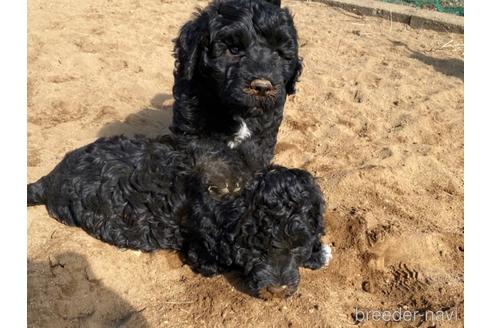 成約済の東京都のその他の犬種-222284の11枚目