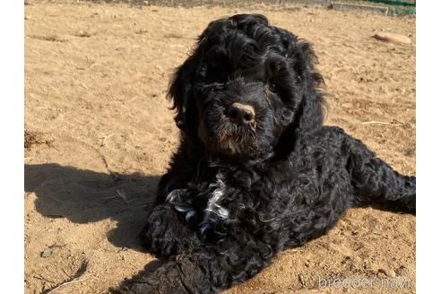 成約済の東京都のその他の犬種-222284の9枚目