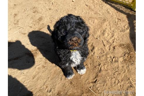 成約済の東京都のその他の犬種-222284の15枚目