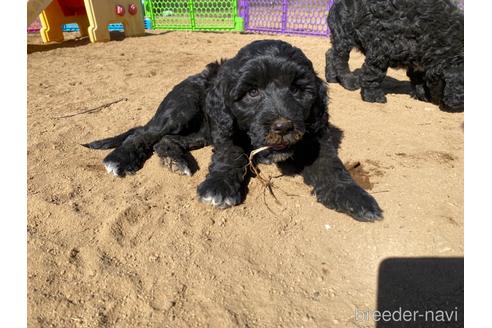 成約済の東京都のその他の犬種-222284の14枚目