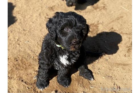 成約済の東京都のその他の犬種-222284の15枚目