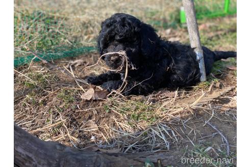 成約済の東京都のその他の犬種-222284の16枚目