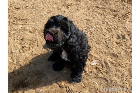 成約済の東京都のその他の犬種-222284の11枚目