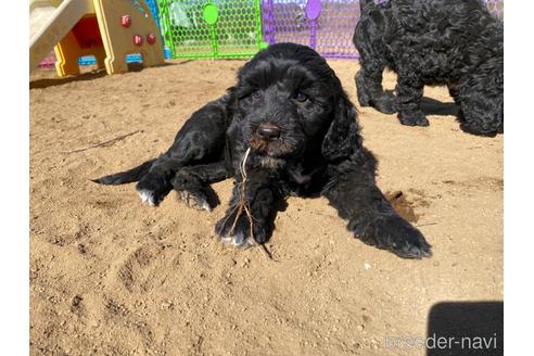 成約済の東京都のその他の犬種-222284の10枚目