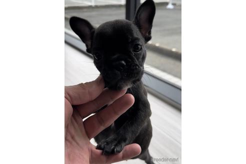 成約済の福岡県のフレンチブルドッグ-216184の1枚目